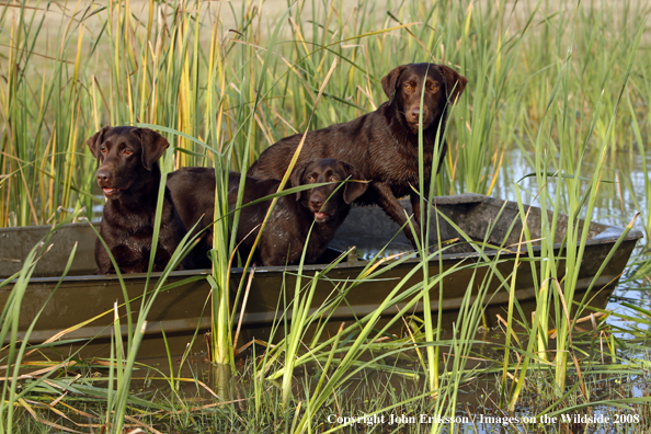 Chocolate Labrador Retrievers in field