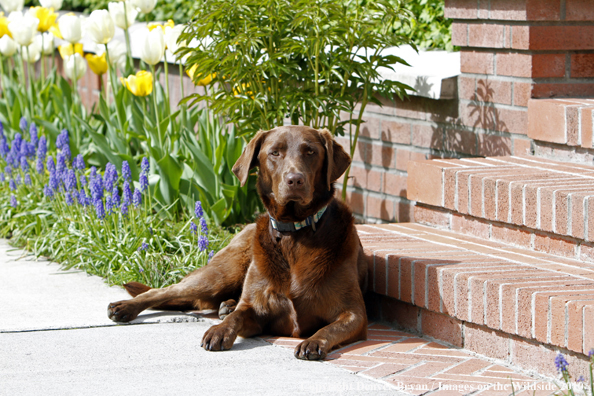 Chocolate Labrador Retriever