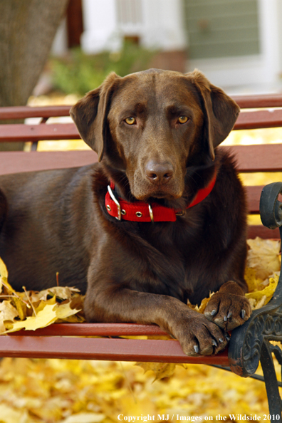 Chocolate Labrador Retriever