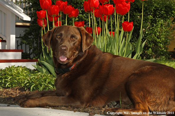 Chocolate Labrador Retriever.