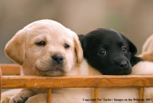 Labrador Puppies