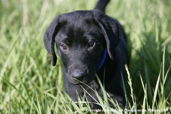 Black Labrador Retriever puppy in field