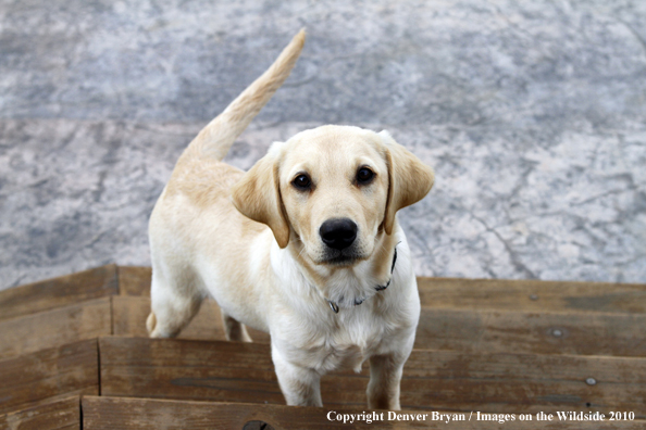 Yellow Labrador Retriever Puppy