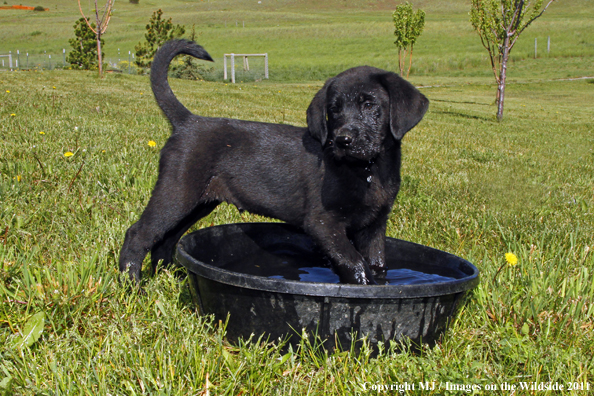 Black Labrador Retriever Puppy in water dish. 