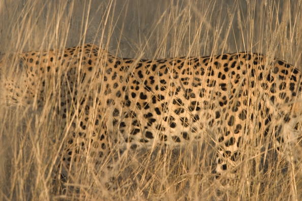 Leopard in habitat. Africa