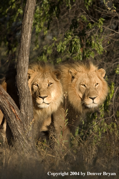 Male African lions in habitat. Africa