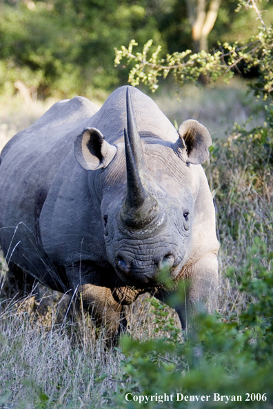 Black rhino in Africa.