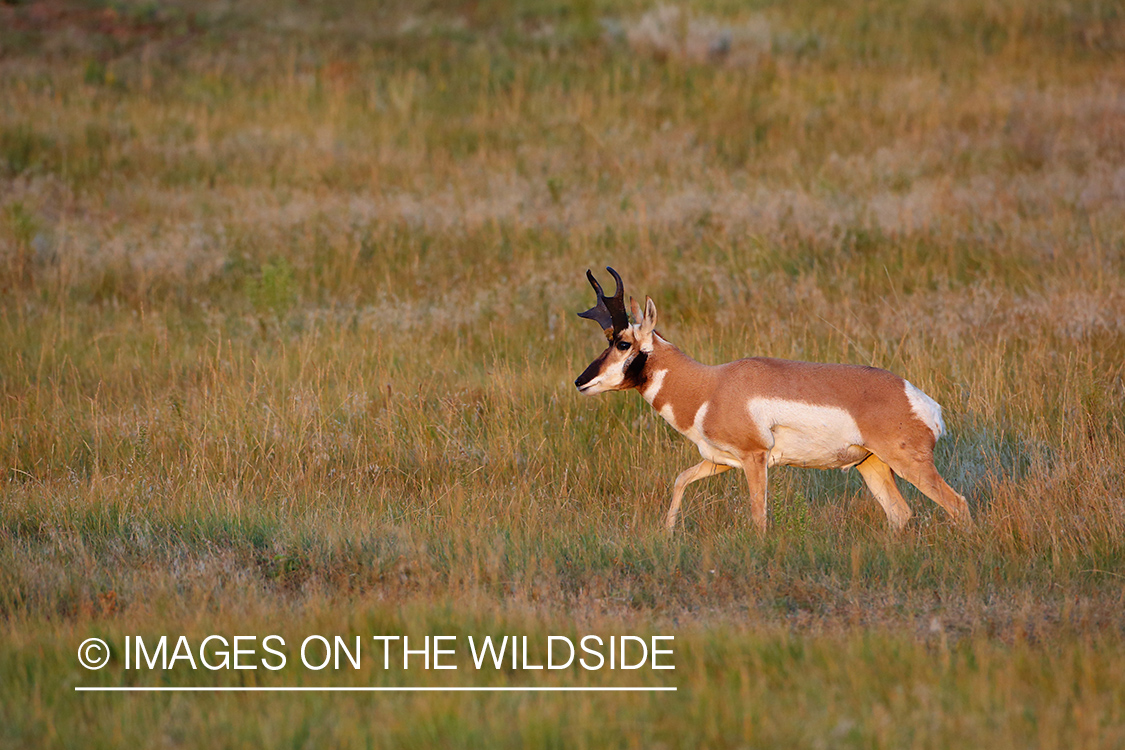 Pronghorn Antelope buck in habitat.