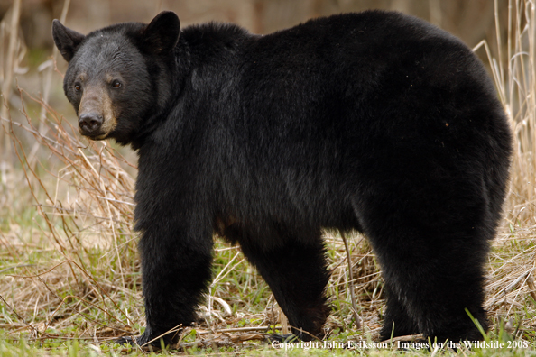 Black Bear in habitat