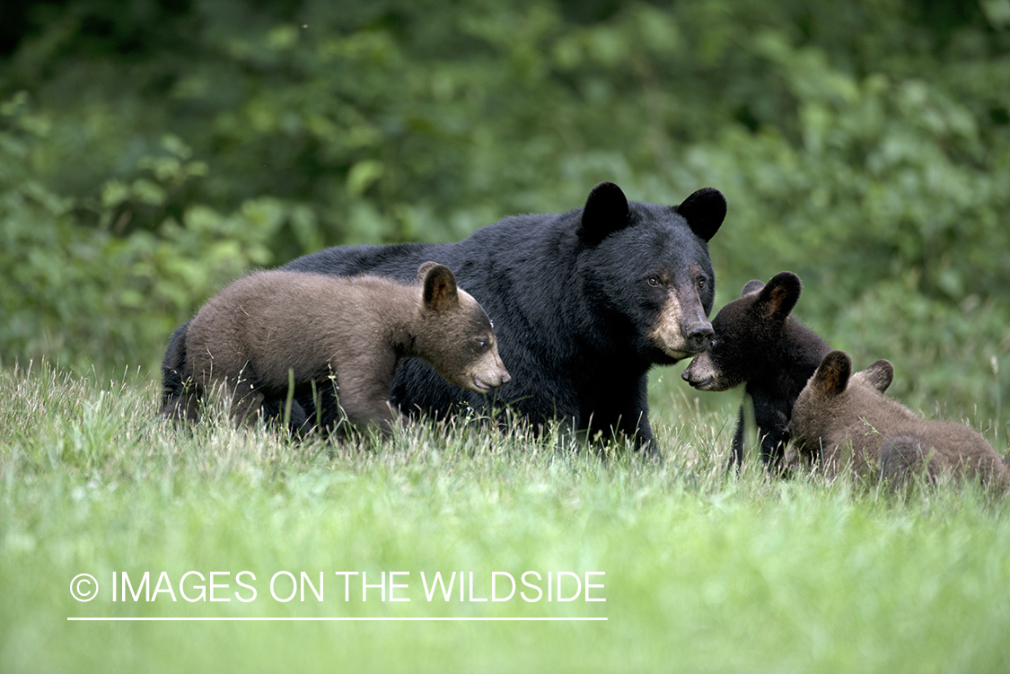 Black Bear with cubs in habitat.