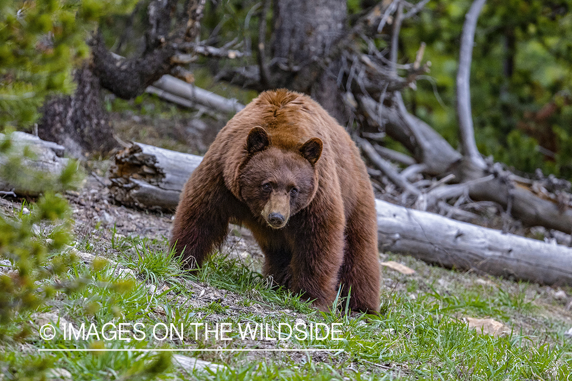 Black bear with brown face in habitat.