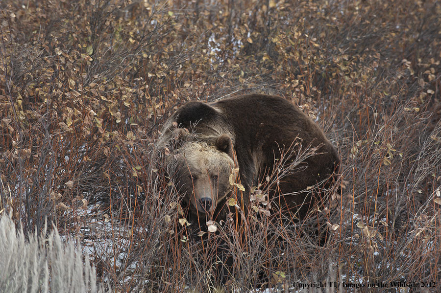 Grizzly Bear in habitat.