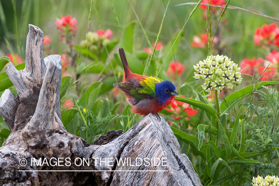 Painted bunting in habitat. 