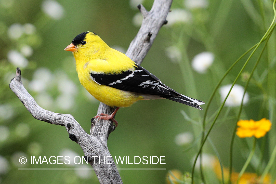 American Goldfinch in habitat.