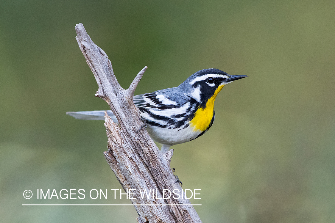 Yellow-throated Warbler on branch.