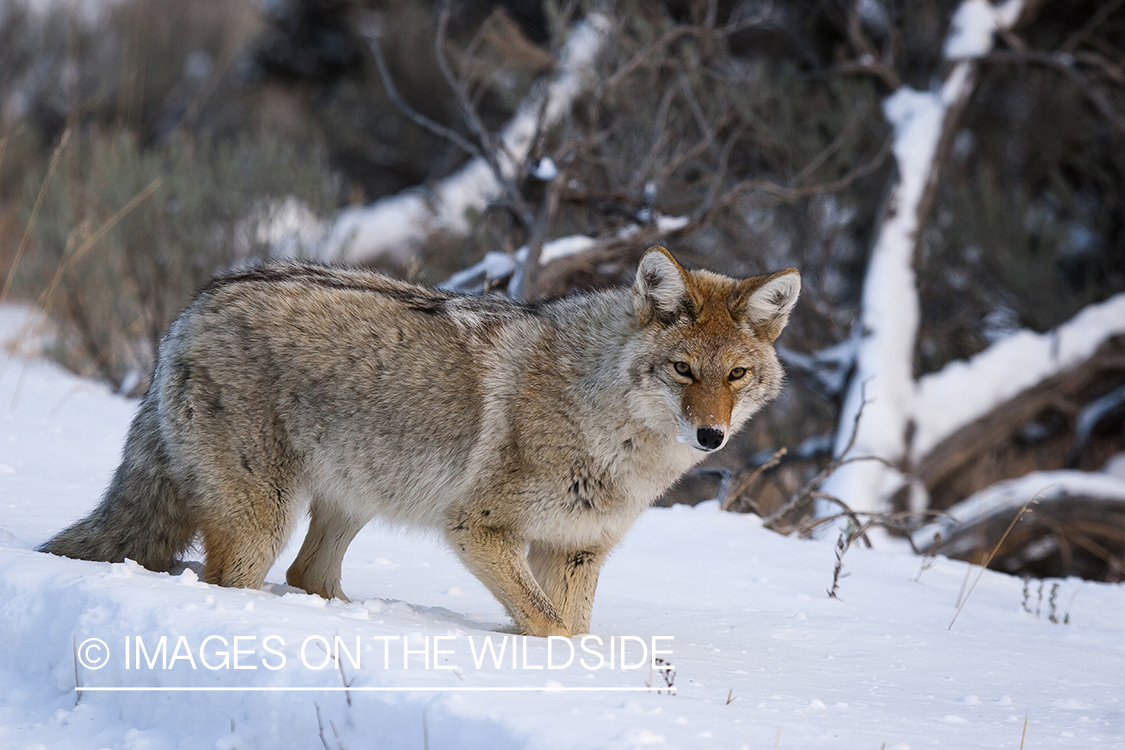 Coyote in snow field.