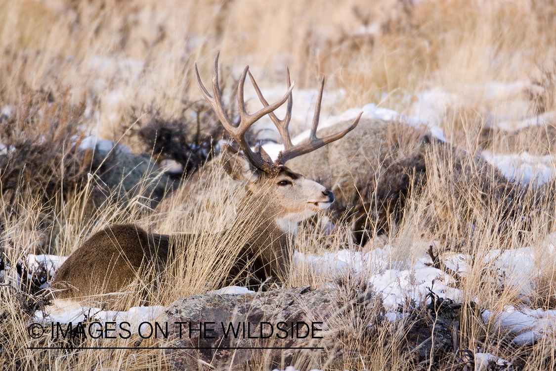 Mule deer bedded in habitat.