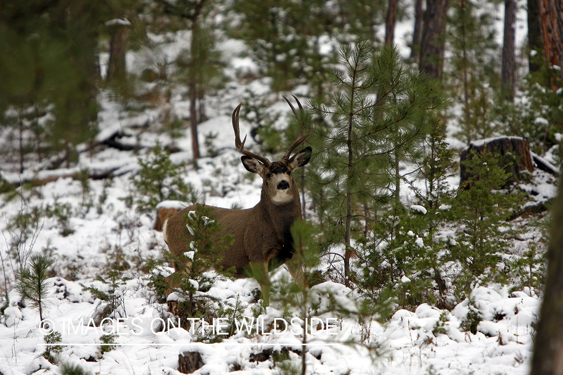 Mule deer buck in winter.