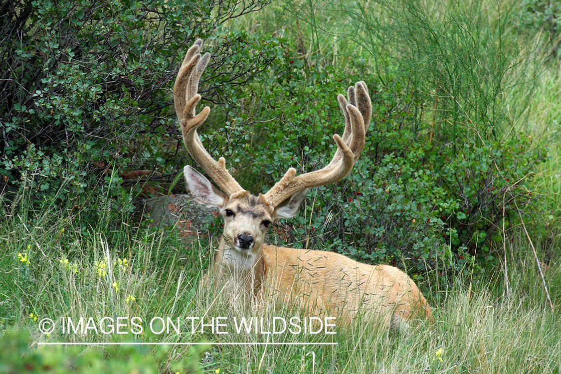 Mule deer buck in habitat. 