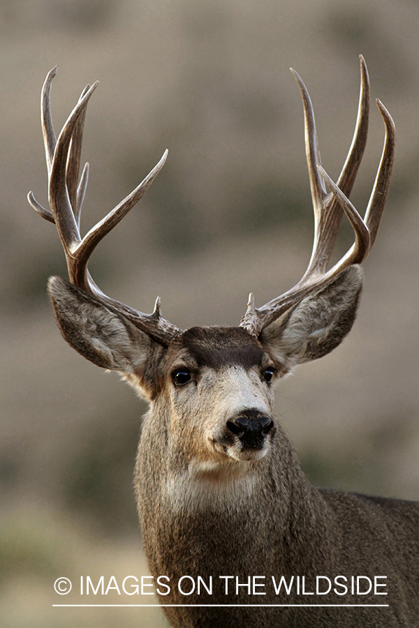 Mule Deer buck in habitat.