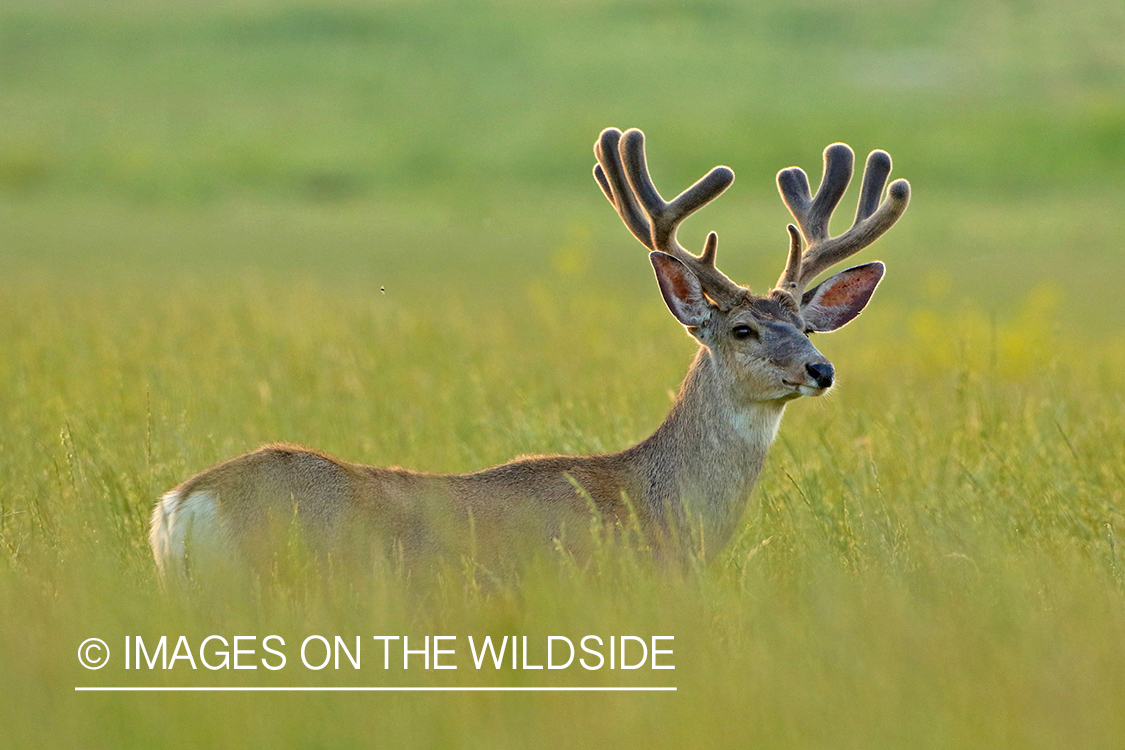 Mule deer buck in velvet.