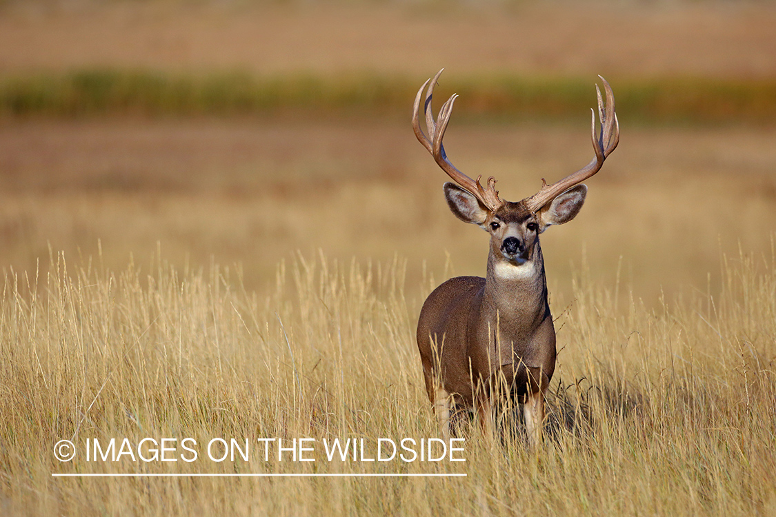 Mule deer buck.