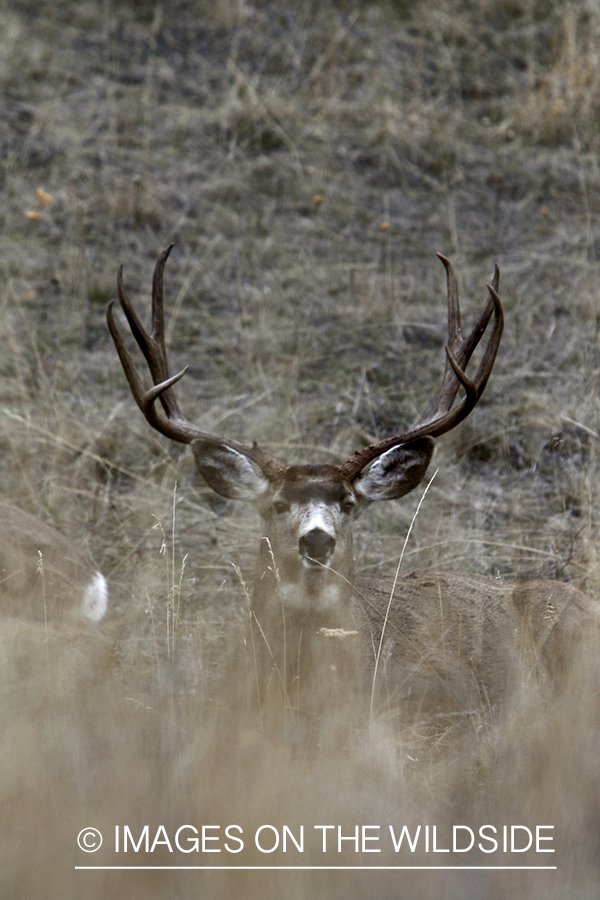 Mule deer buck and doe laying down in field.