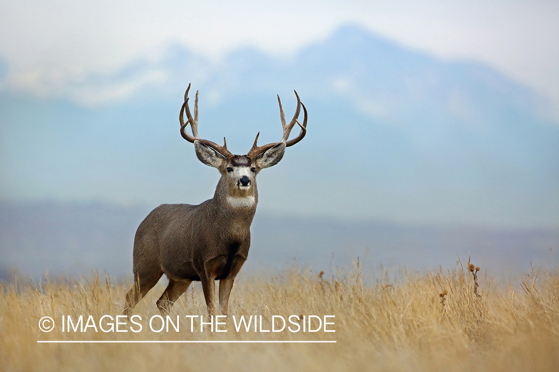 Mule deer buck in field.