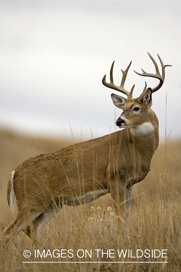 White-tailed buck.