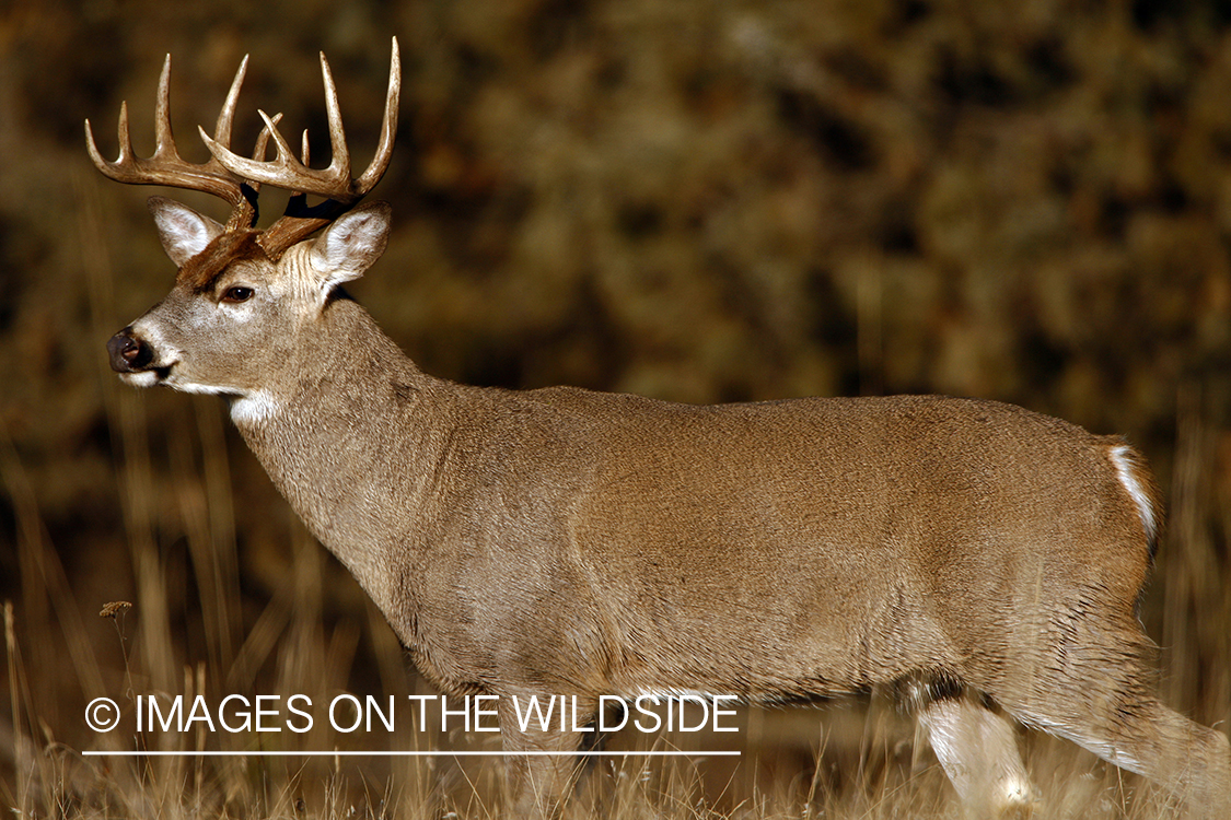 Whitetail Buck