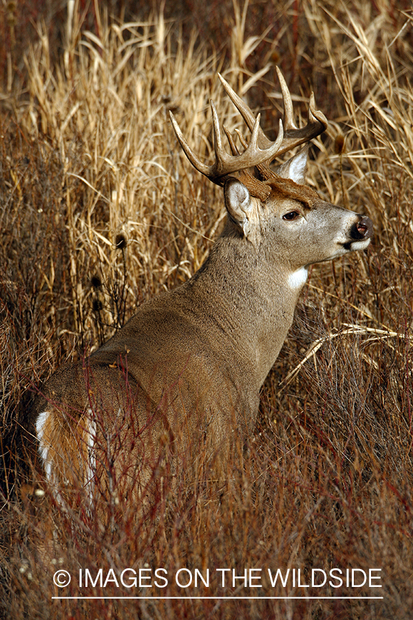 Whitetail Buck