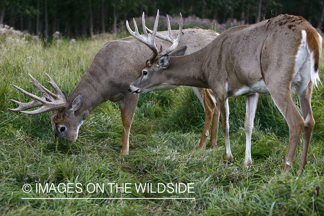 Whitetail bucks in habitat