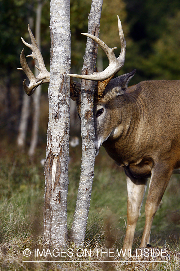 Whitetail buck rubbing antlers on tree.