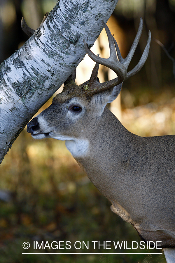 Whitetail buck rubbing antlers on tree