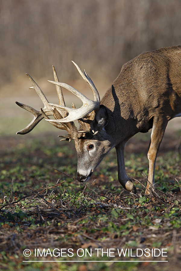 Whitetail buck in habitat.