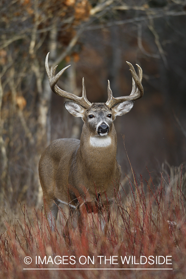 Whitetail buck in habitat.