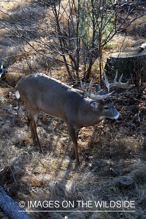 Whitetail buck in habitat.