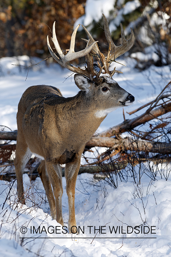 White-tailed buck in habitat.