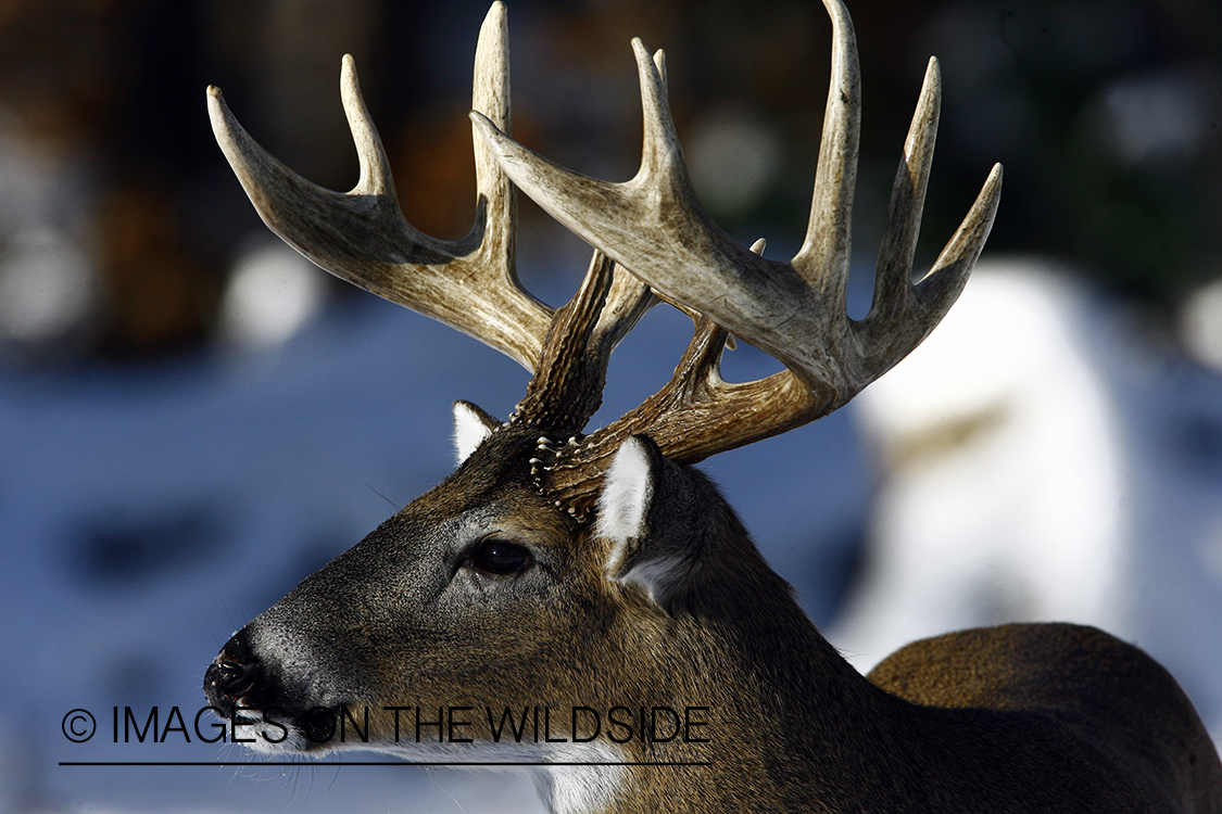 White-tailed buck in habitat.