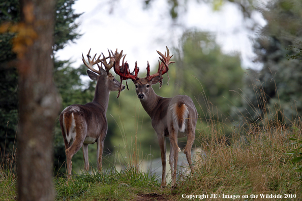 White-tailed bucks in habitat in the velvet