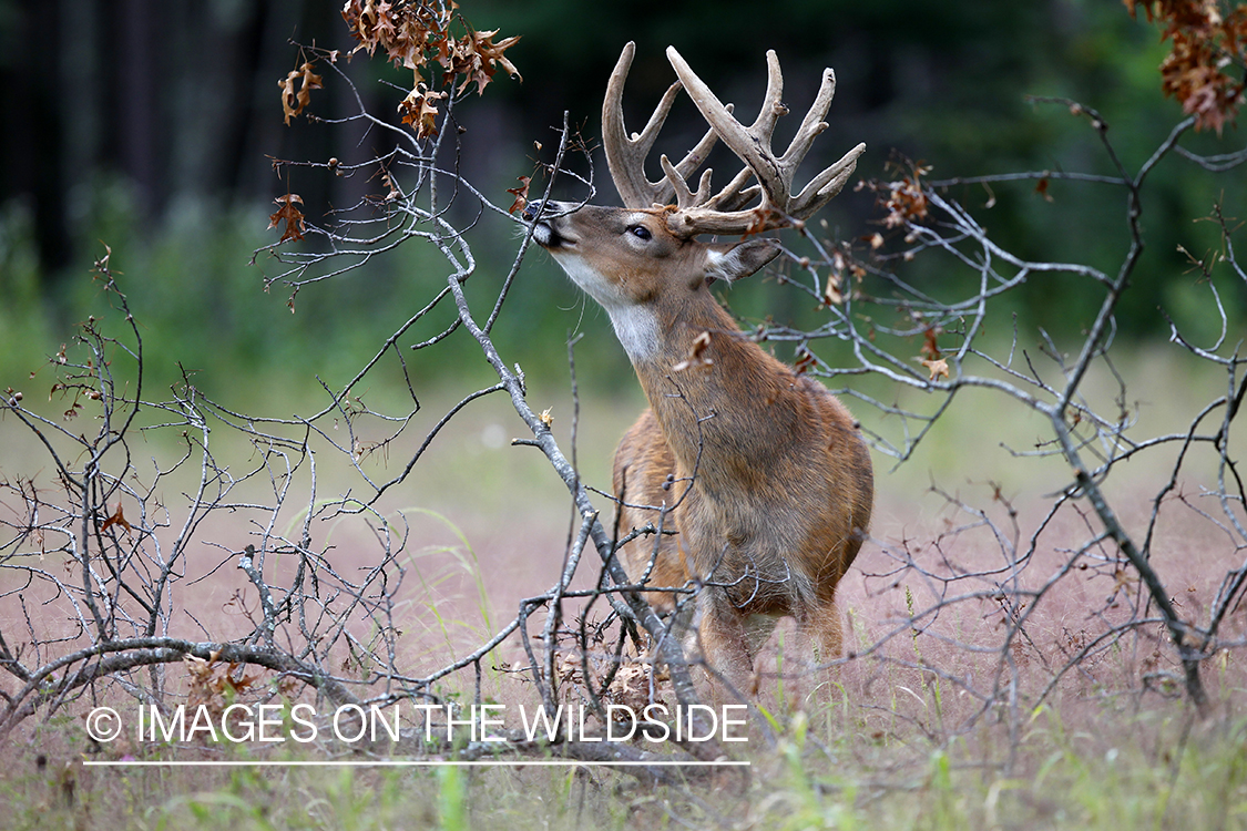 White-tailed buck in velvet 