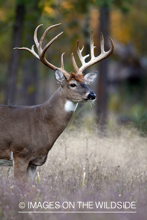 White-tailed buck in habitat. *