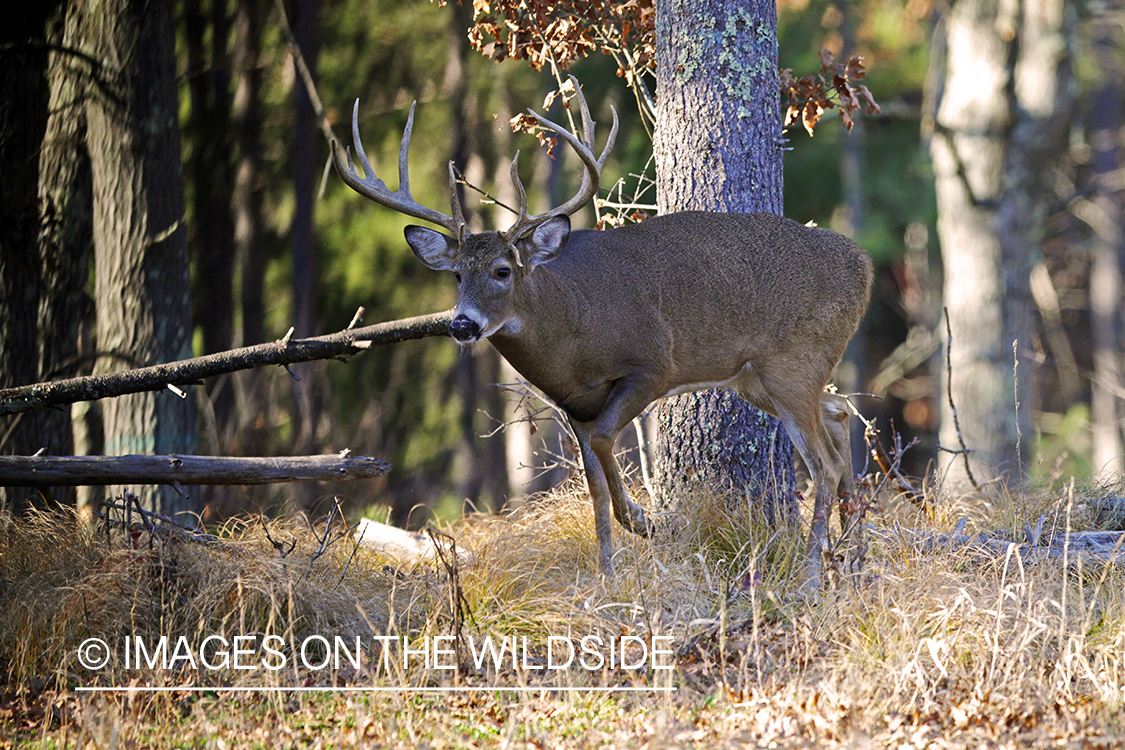 White-tailed buck in habitat. *