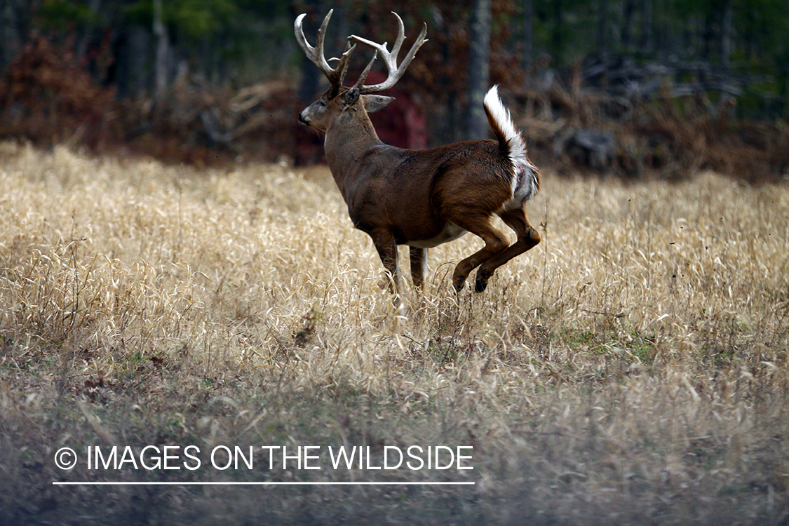 White-tailed buck running in habitat. *