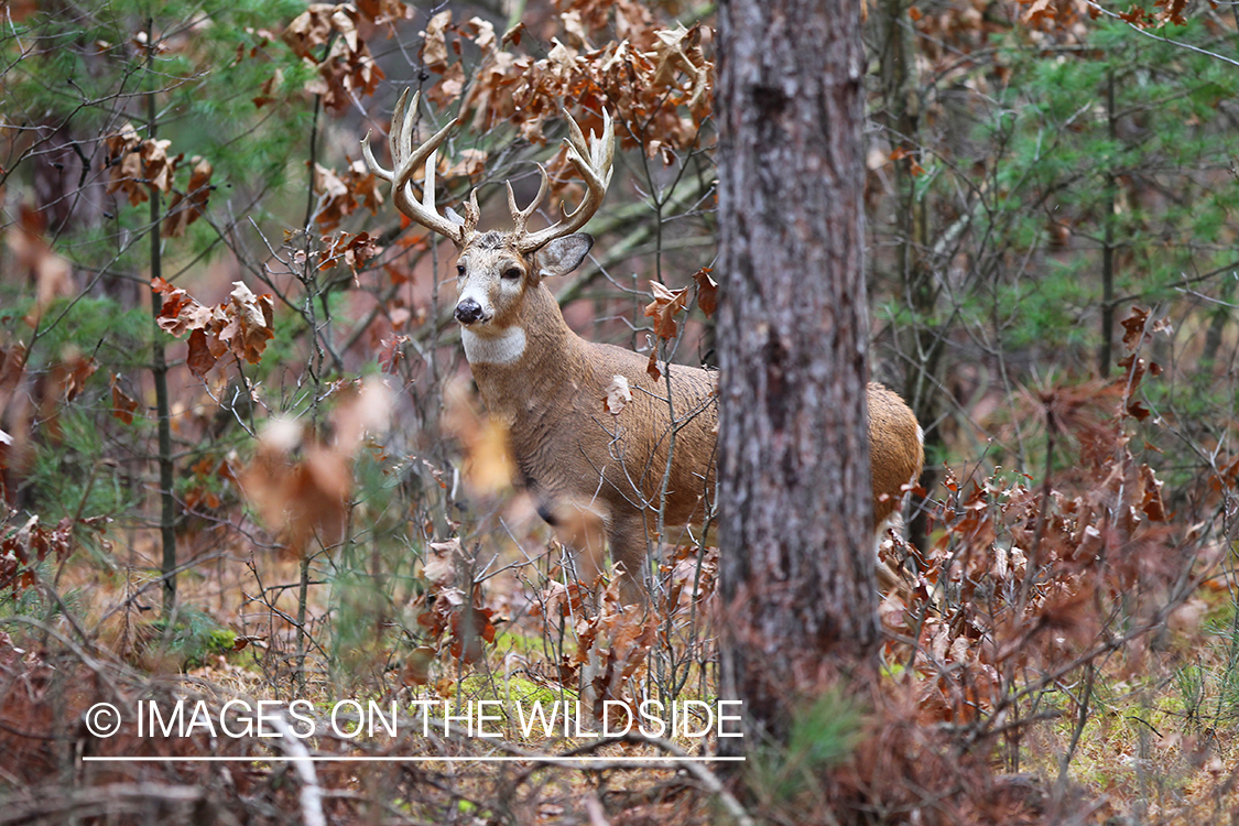 White-tailed buck in habitat. 