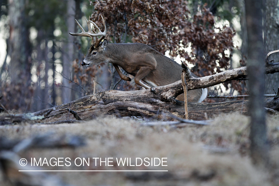 White-tailed buck in habitat. *