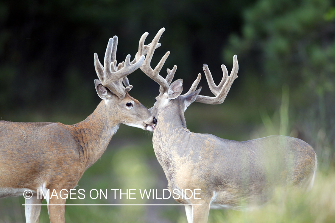 White-tailed bucks in velvet.  