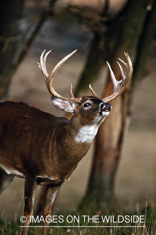 White-tailed buck lip curling during the rut. 