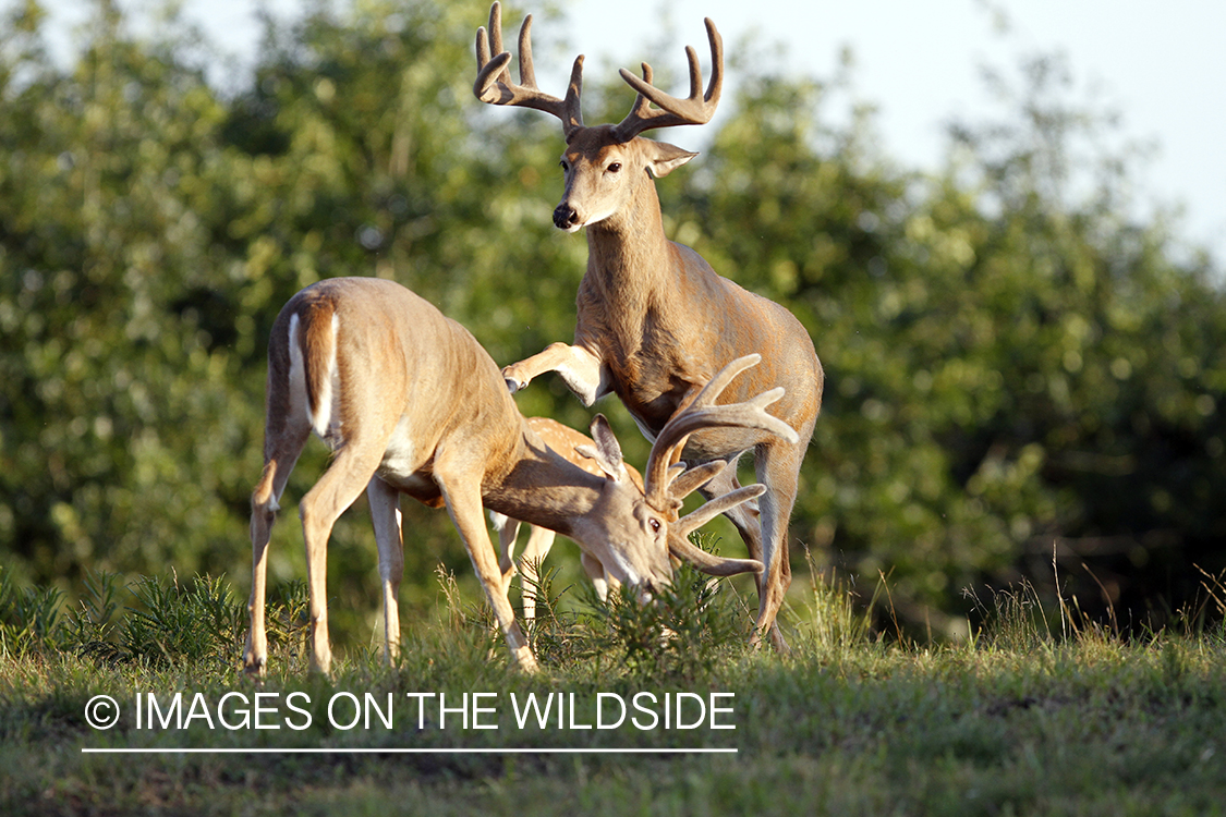 White-tailed bucks in velvet.  