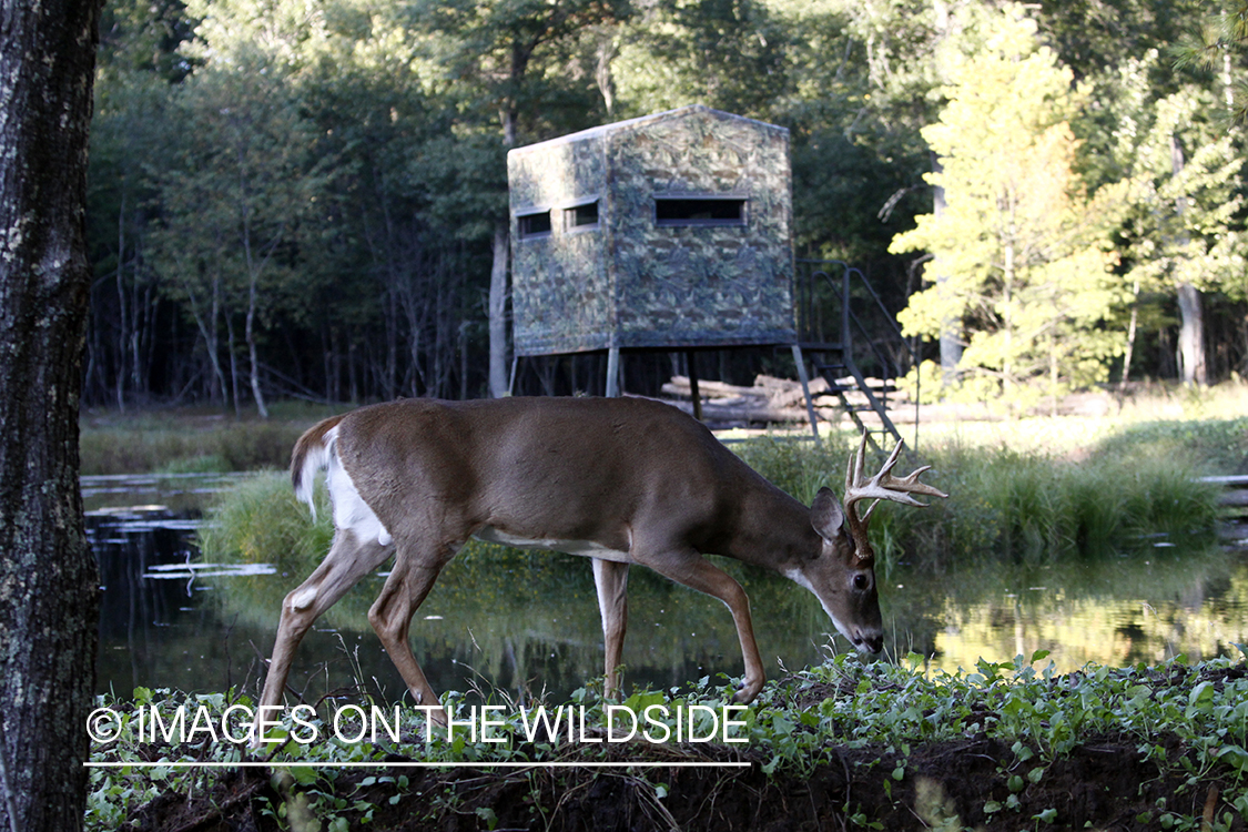 White-tailed deer grazing in food plot in front of hunting blind. 